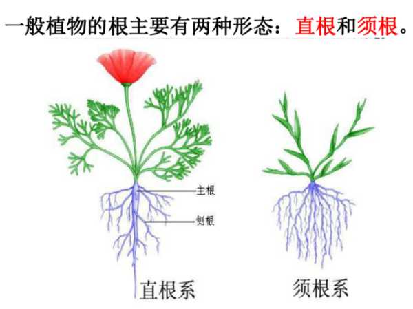 根域名是什么樣子（根域名,頂級域名,權威域名）